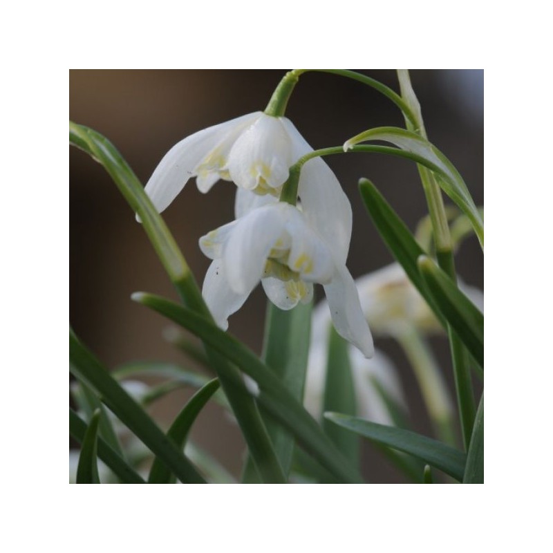 Galanthus 'Lady Elphinstone' (Gold Group)