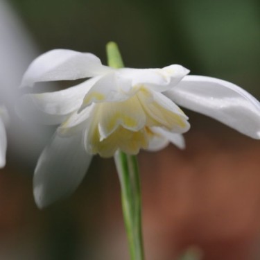 Galanthus 'Lady Elphinstone' (Gold Group)