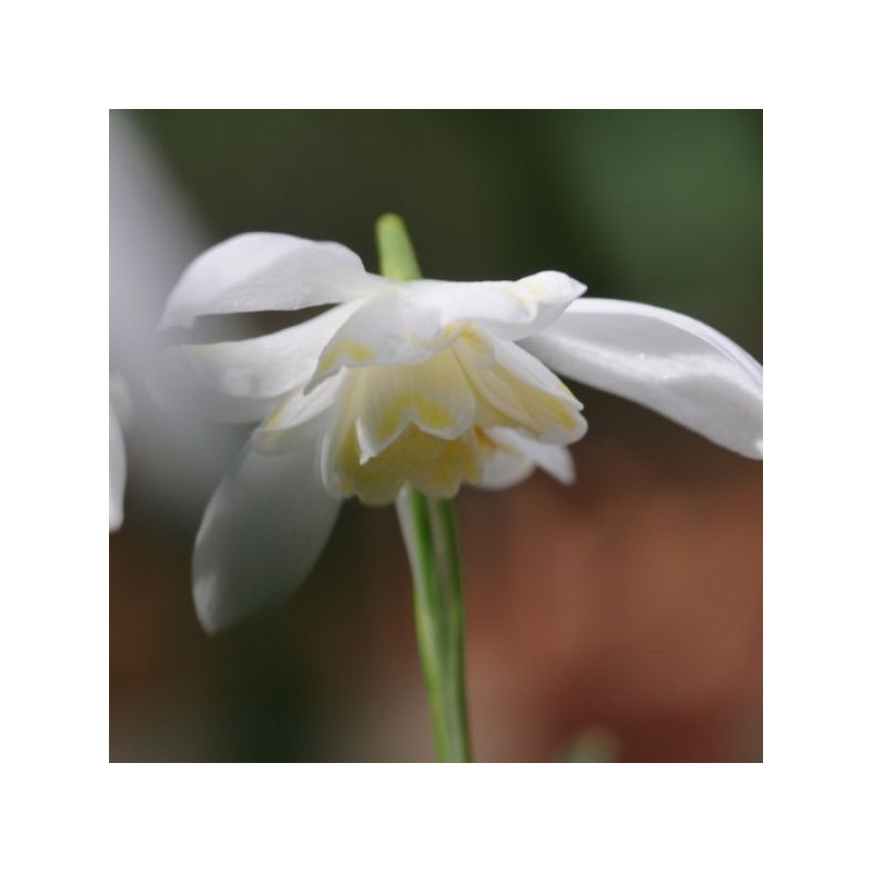 Galanthus 'Lady Elphinstone' (Gold Group)