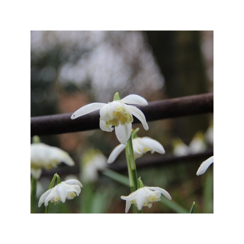 Galanthus 'Lady Elphinstone' (Gold Group)