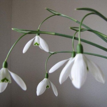 Galanthus 'Magnet' (Imperial Group)