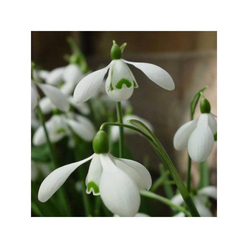 Galanthus 'S. Arnott' (Imperial Group)