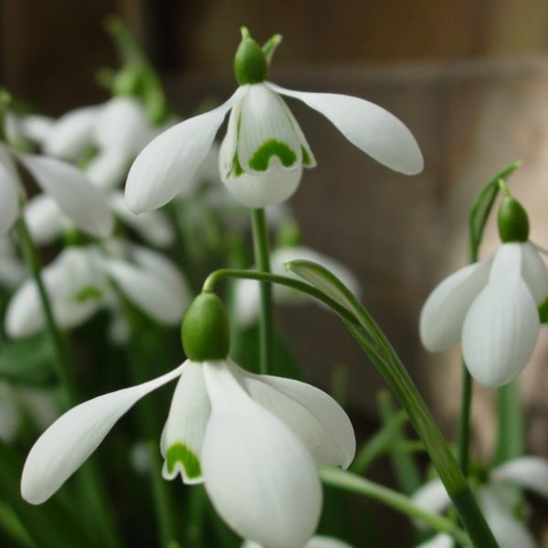 Galanthus 'S. Arnott' (Imperial Group)