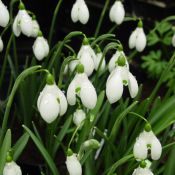 Galanthus 'S. Arnott' (Imperial Group)