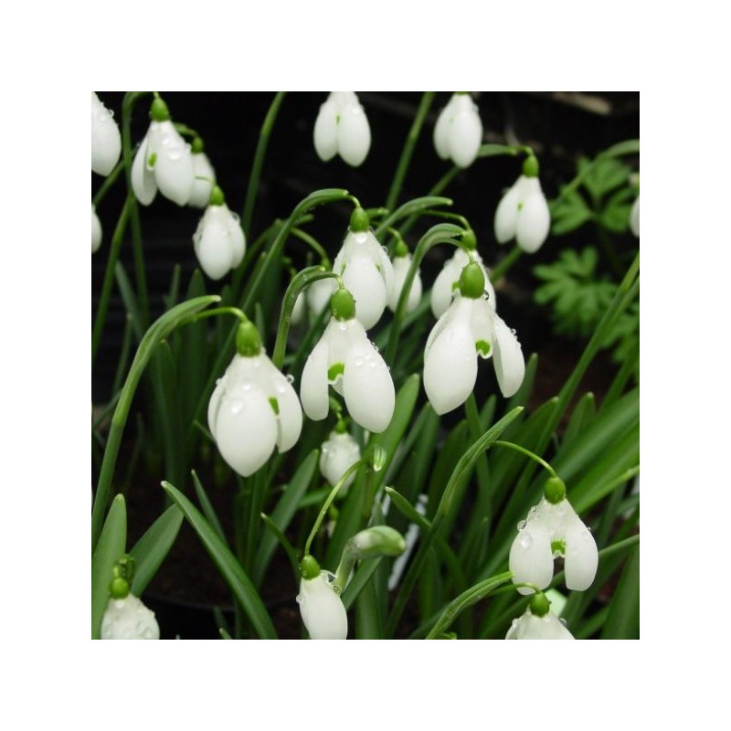 Galanthus 'S. Arnott' (Imperial Group)