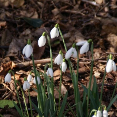 Galanthus 'S. Arnott' (Imperial Group)