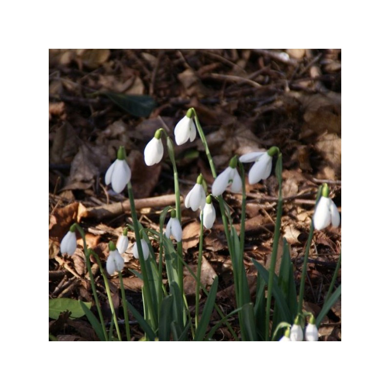 Galanthus 'S. Arnott' (Imperial Group)