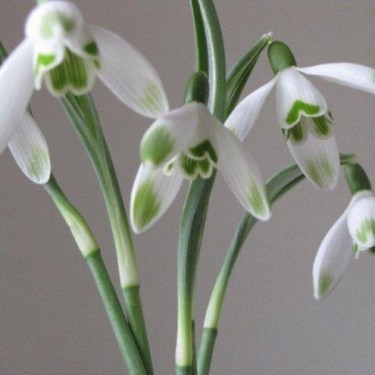 Galanthus 'Viridapice' (Green Group)