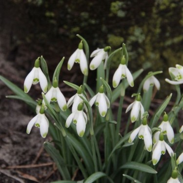 Galanthus 'Viridapice' (Green Group)