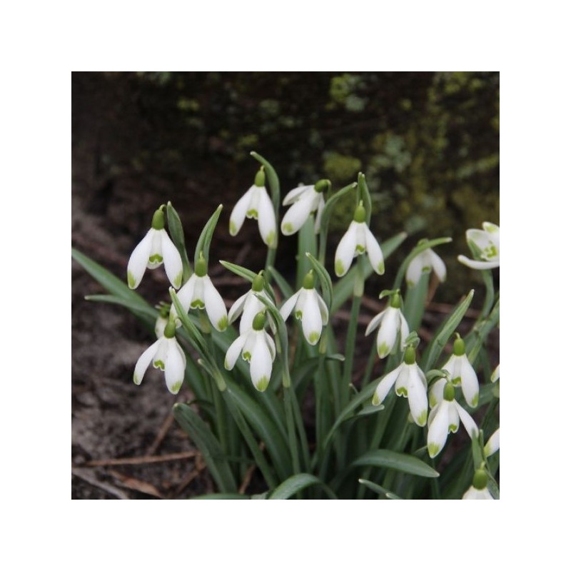 Galanthus 'Viridapice' (Green Group)