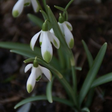 Galanthus 'Viridapice' (Green Group)