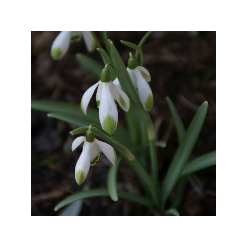 Galanthus 'Viridapice' (Green Group)