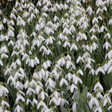 Galanthus nivalis