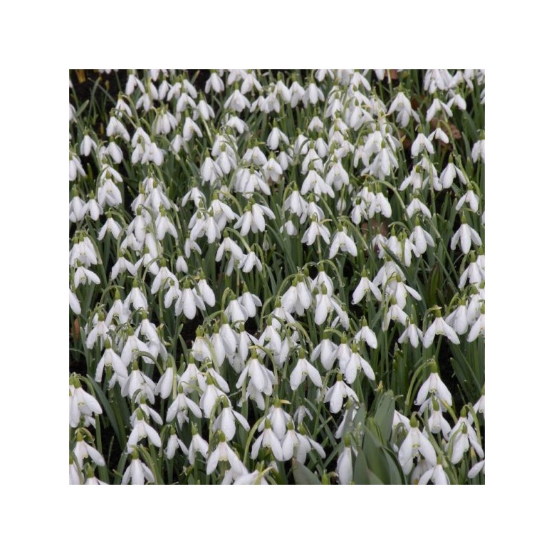Galanthus nivalis