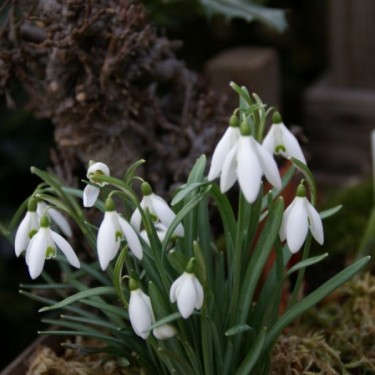 Galanthus nivalis