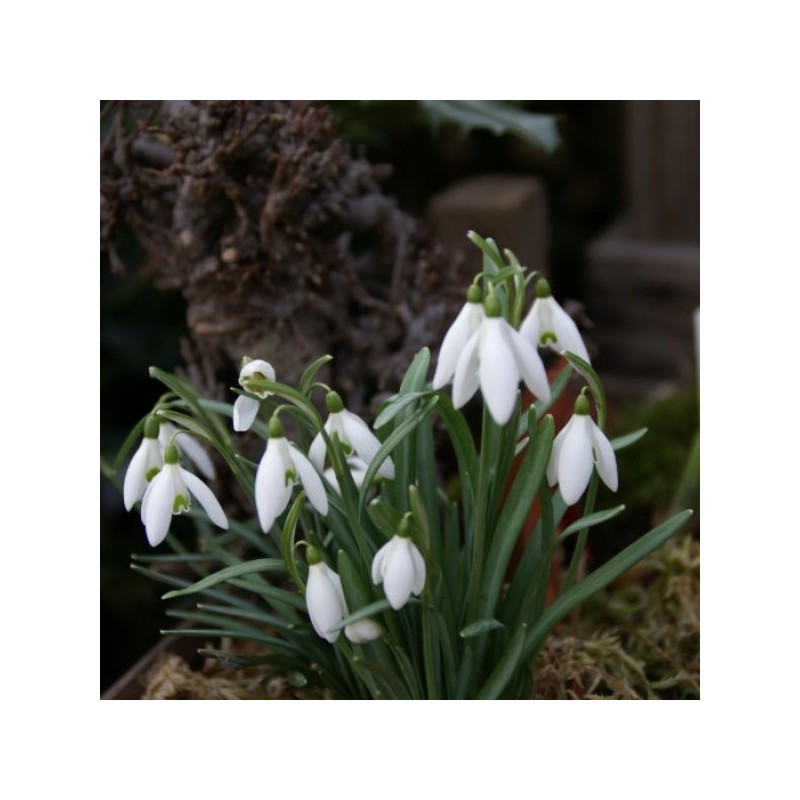 Galanthus nivalis