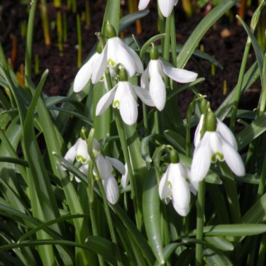 Galanthus nivalis