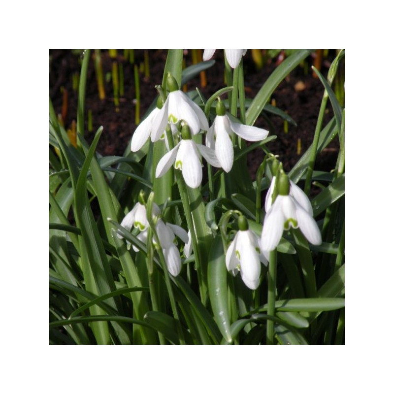Galanthus nivalis