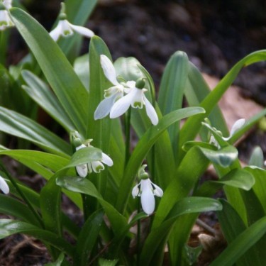 Galanthus woronowii