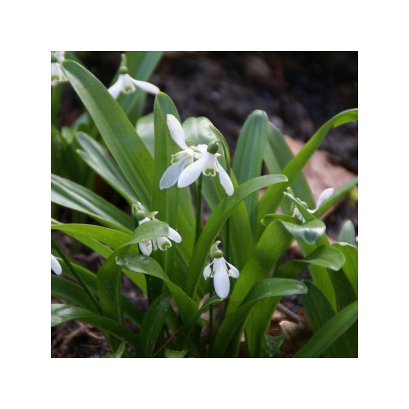 Galanthus woronowii