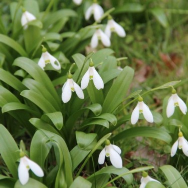 Galanthus woronowii