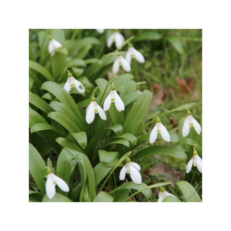 Galanthus woronowii