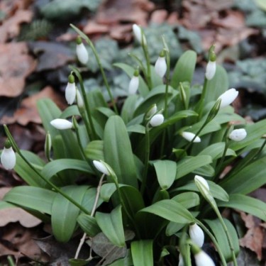 Galanthus woronowii