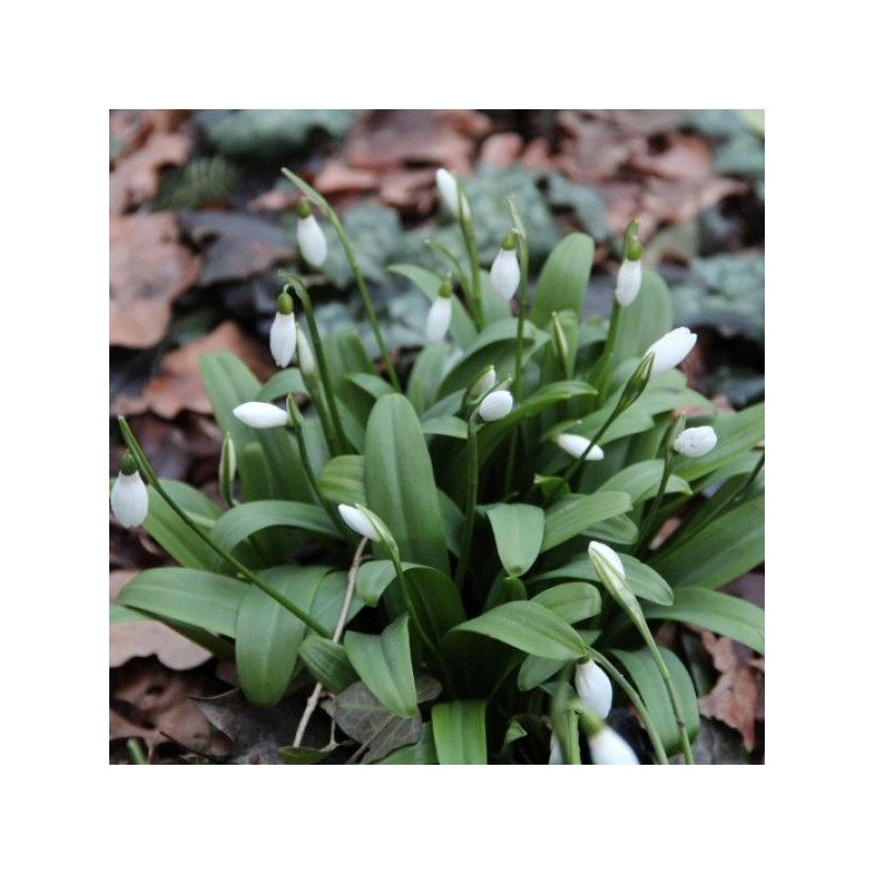 Galanthus woronowii