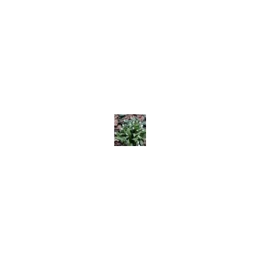Galanthus woronowii