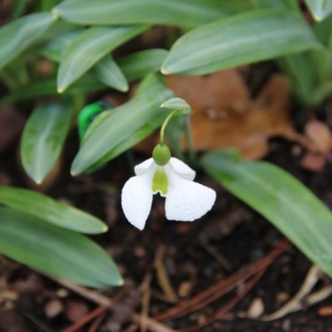 Galanthus 'Diggory' (Imperial Group)