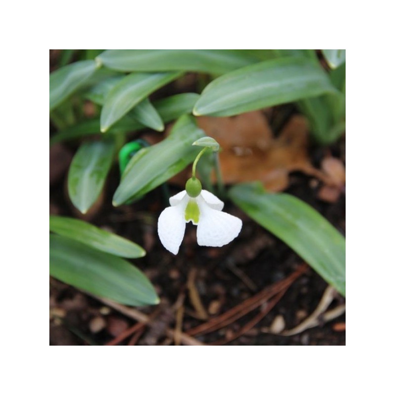 Galanthus 'Diggory' (Imperial Group)