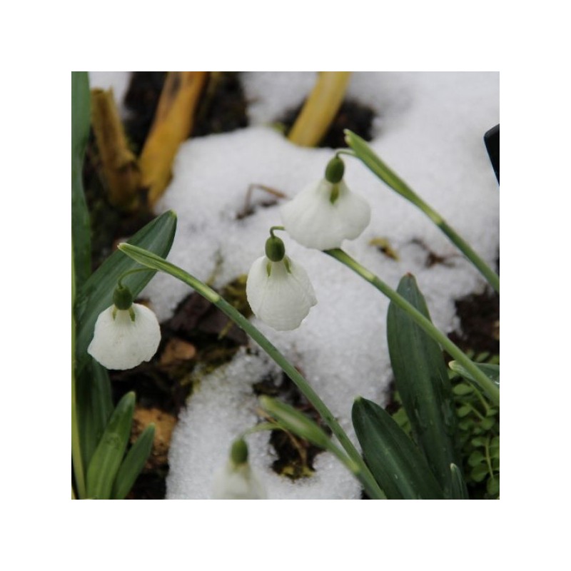 Galanthus 'Diggory' (Imperial Group)
