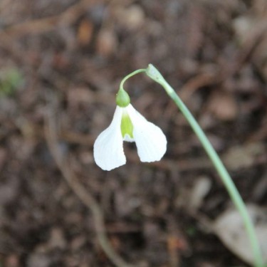 Galanthus 'Diggory' (Imperial Group)