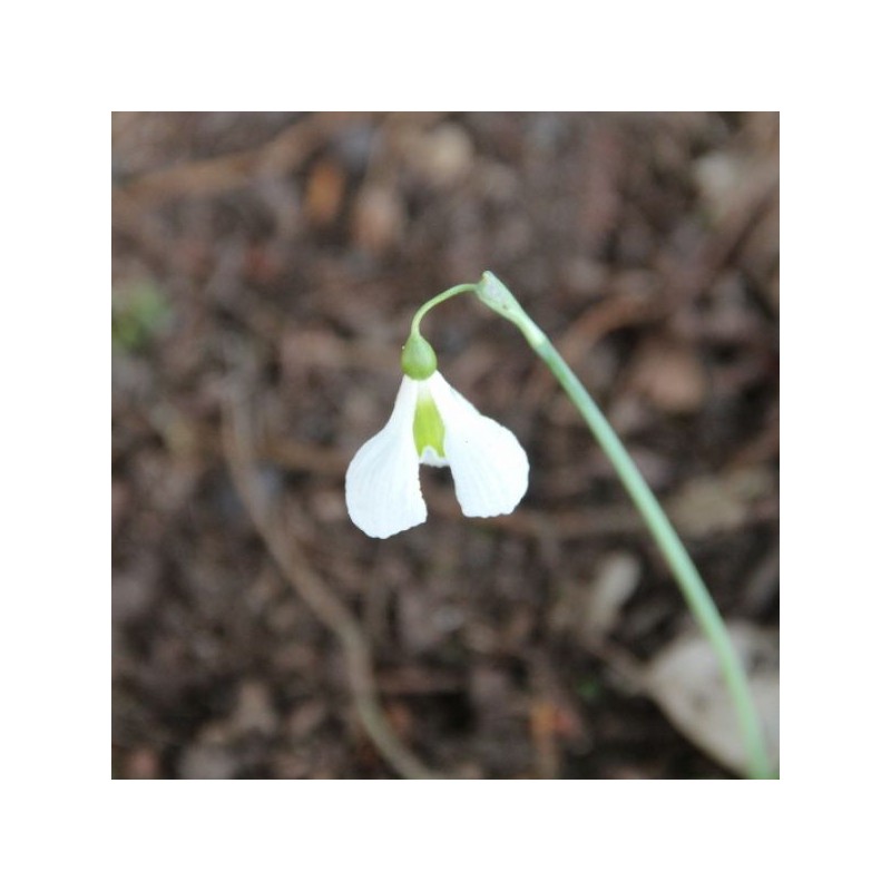 Galanthus 'Diggory' (Imperial Group)