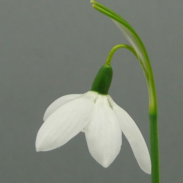 Galanthus 'Godfrey Owen' (Fancy Group)