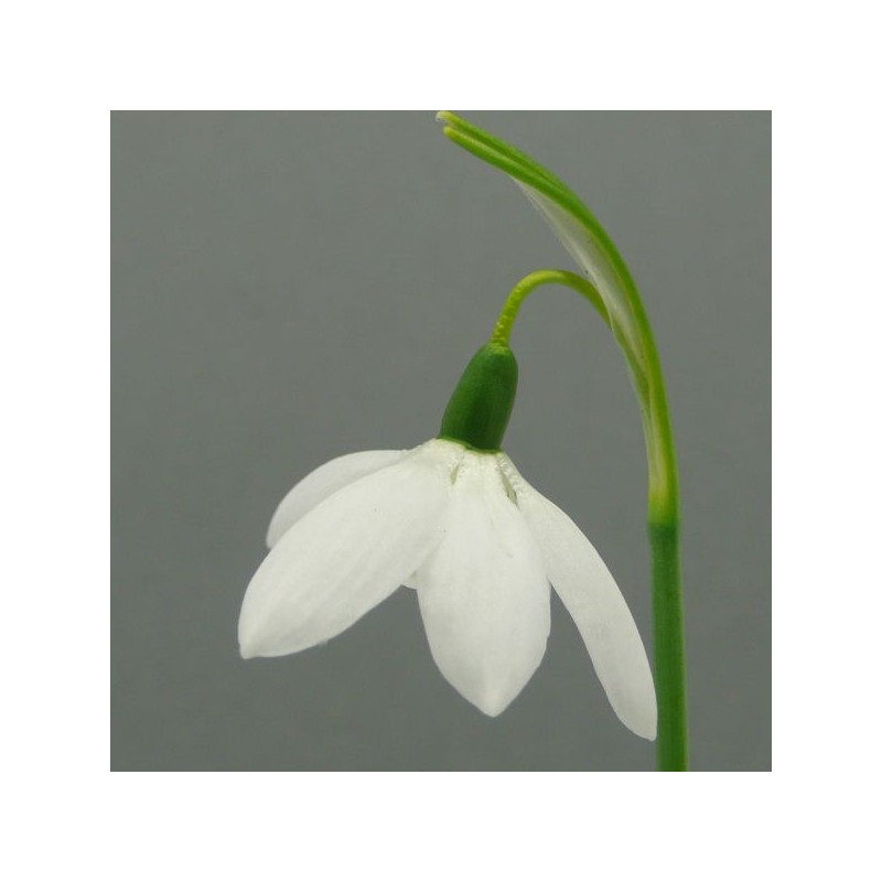 Galanthus 'Godfrey Owen' (Fancy Group)