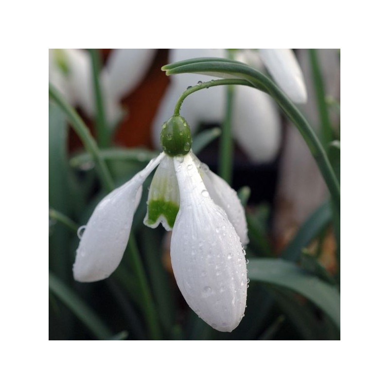 Galanthus 'Little Ben' (Imperial Group)