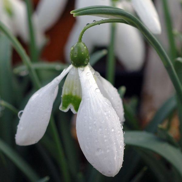 Galanthus 'Little Ben' (Imperial Group)