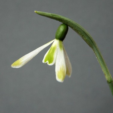 Galanthus 'Modern Art' (Green Group)