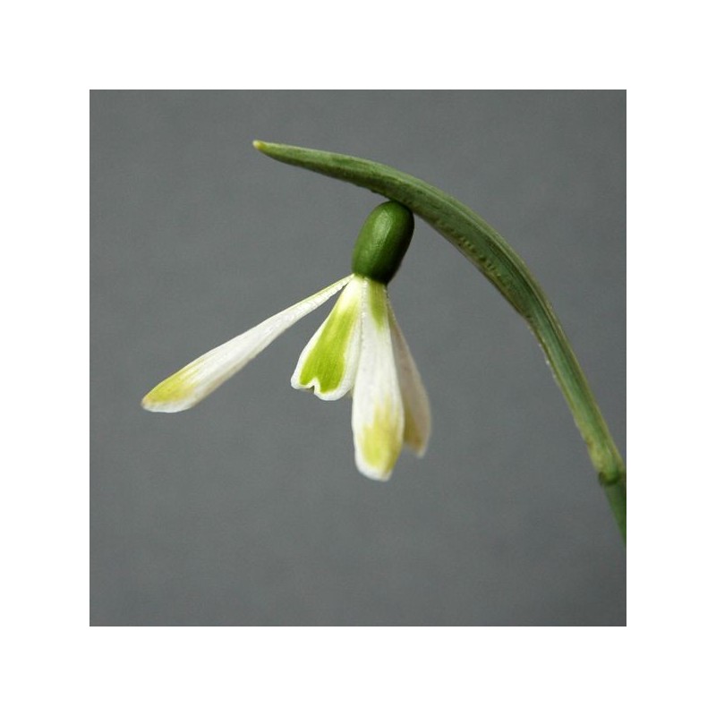 Galanthus 'Modern Art' (Green Group)
