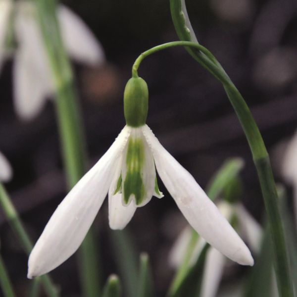 Galanthus 'Wasp' (Twomark Group)