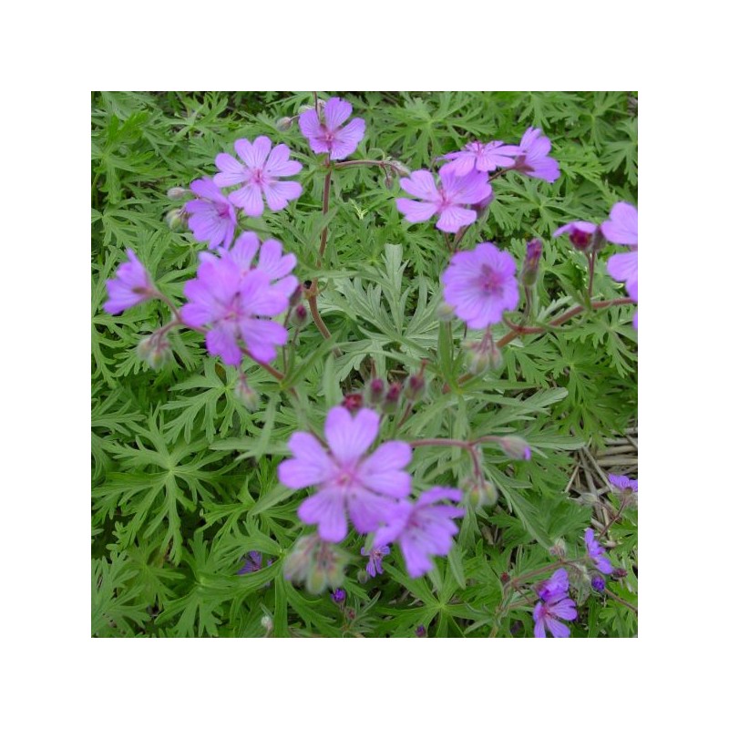 Geranium malviflorum Geranium malviflorum