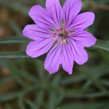 Geranium transversale forma laciniata