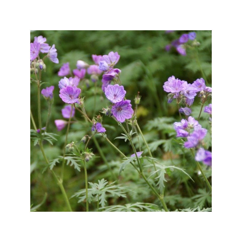 Geranium tuberosum