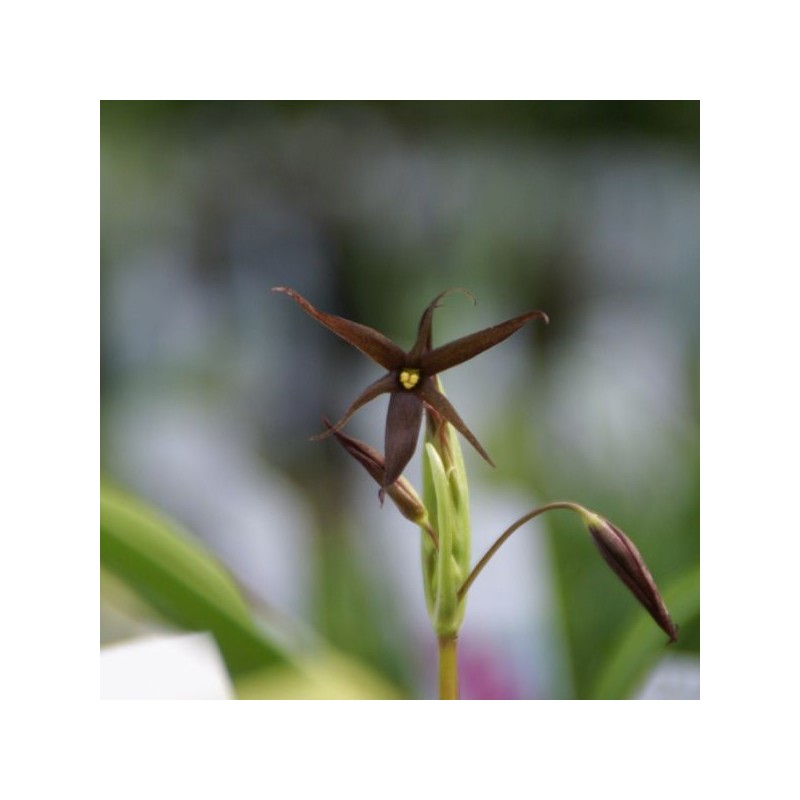 Gethyum atropurpureum