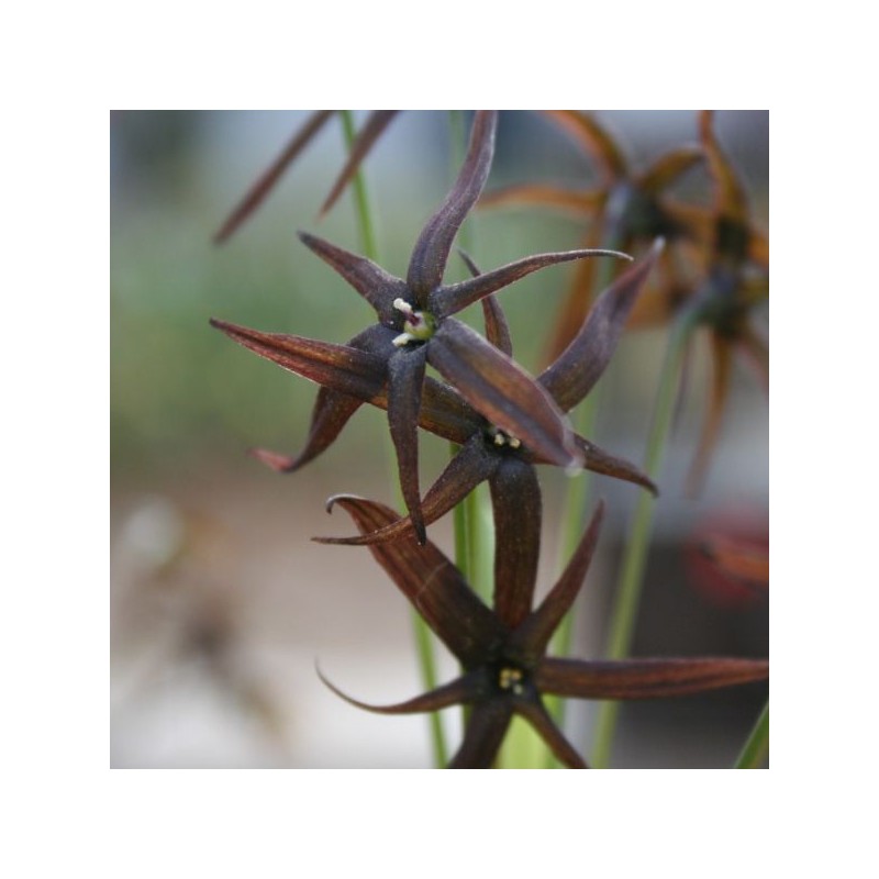 Gethyum atropurpureum