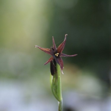 Gethyum atropurpureum