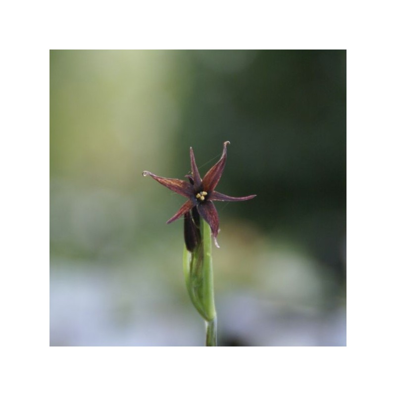 Gethyum atropurpureum