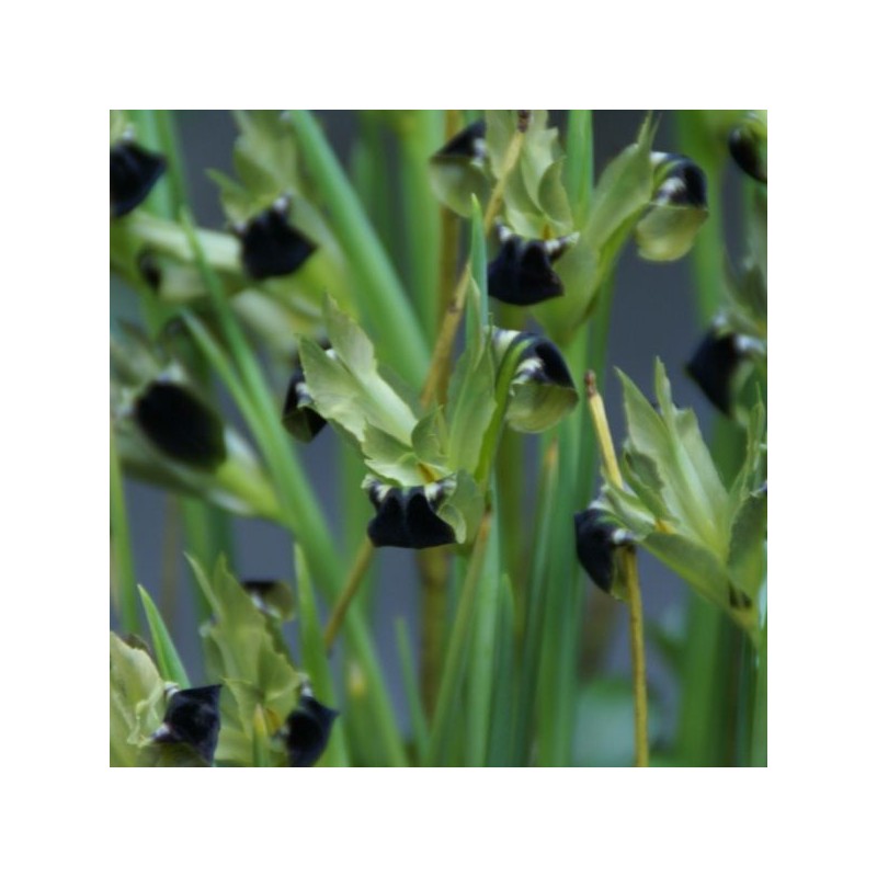 Hermodactylus tuberosa