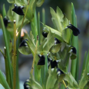 Hermodactylus tuberosa